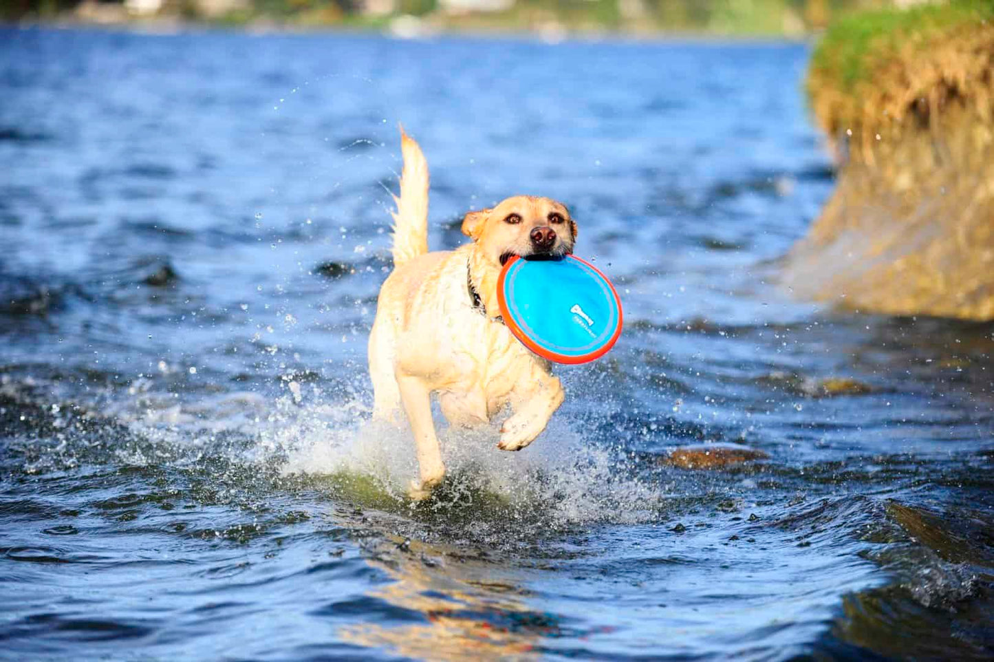 Frisbee Chuckit Paraflight