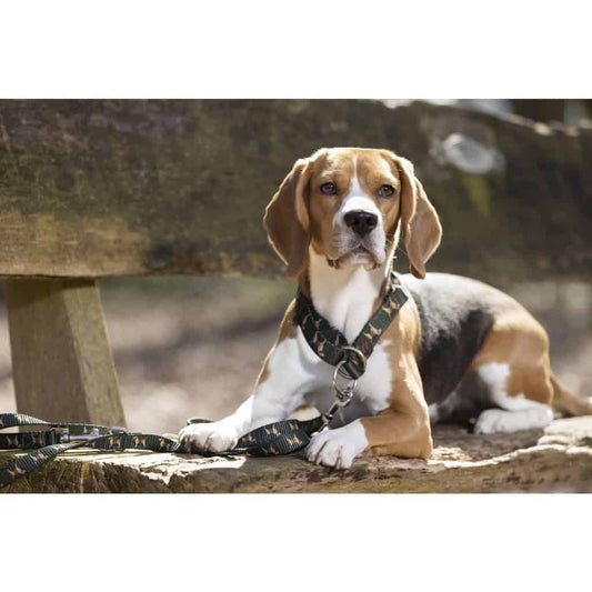 honden halsband beagle