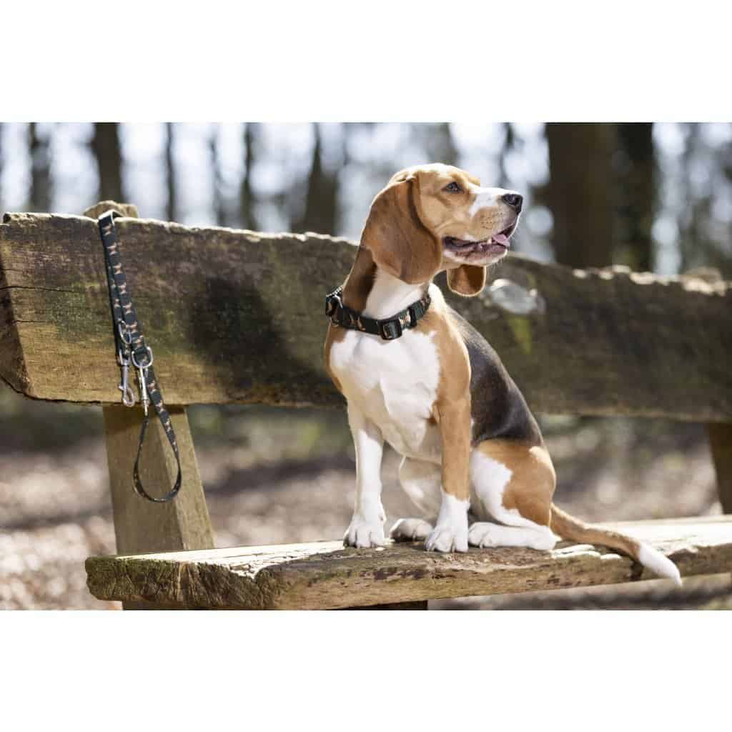 Hondenhalsband Beagle Donkergroen