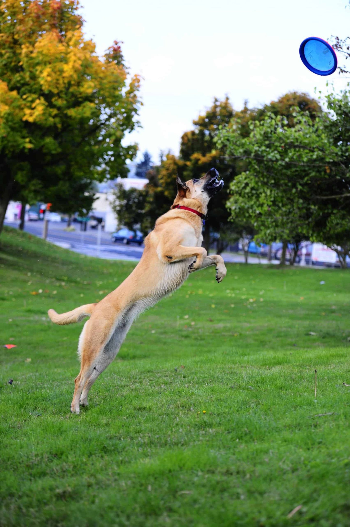 Frisbee Chuckit Paraflight