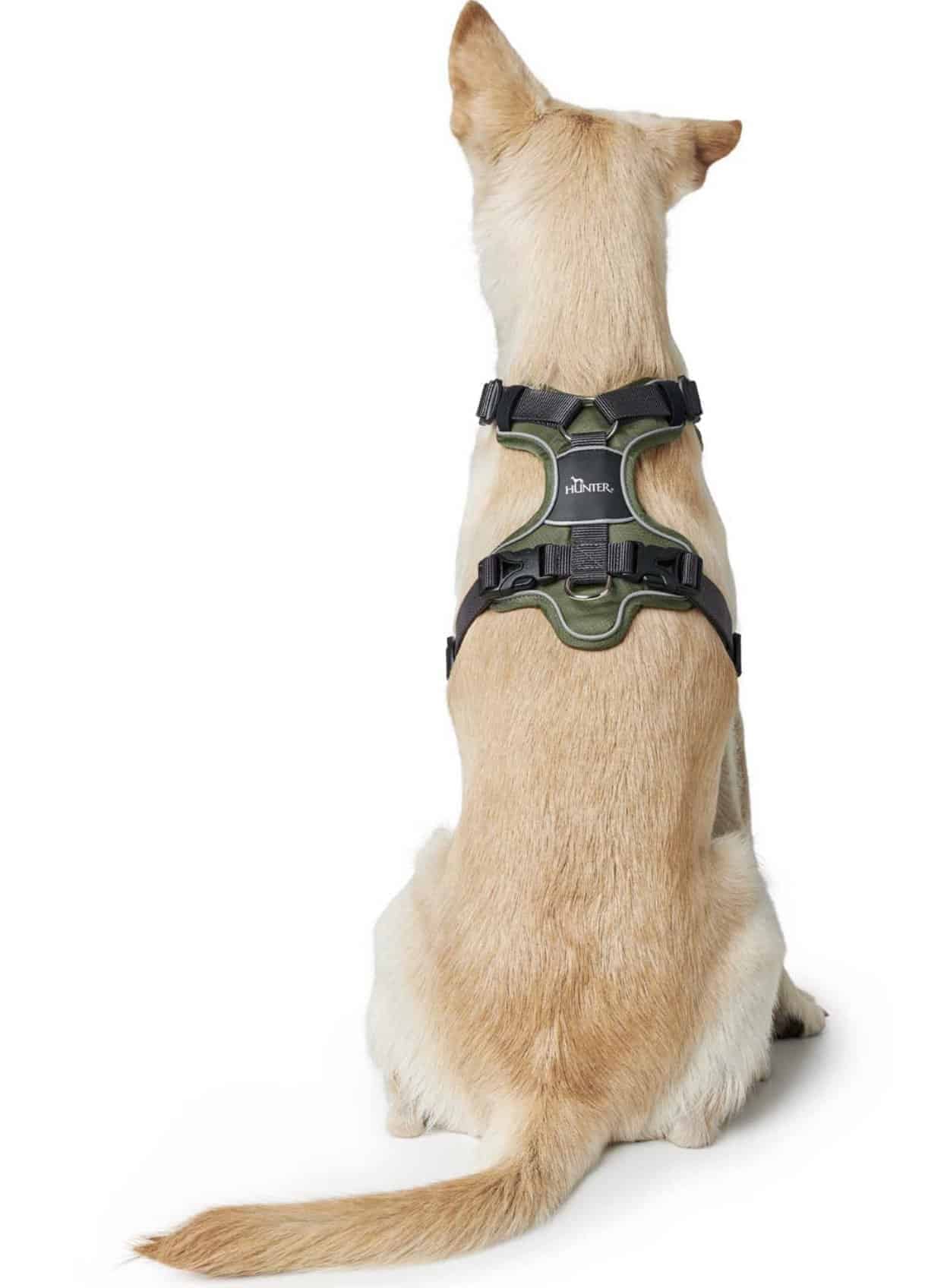 Hunter Dog Harness Divo Premium - Green / Gray