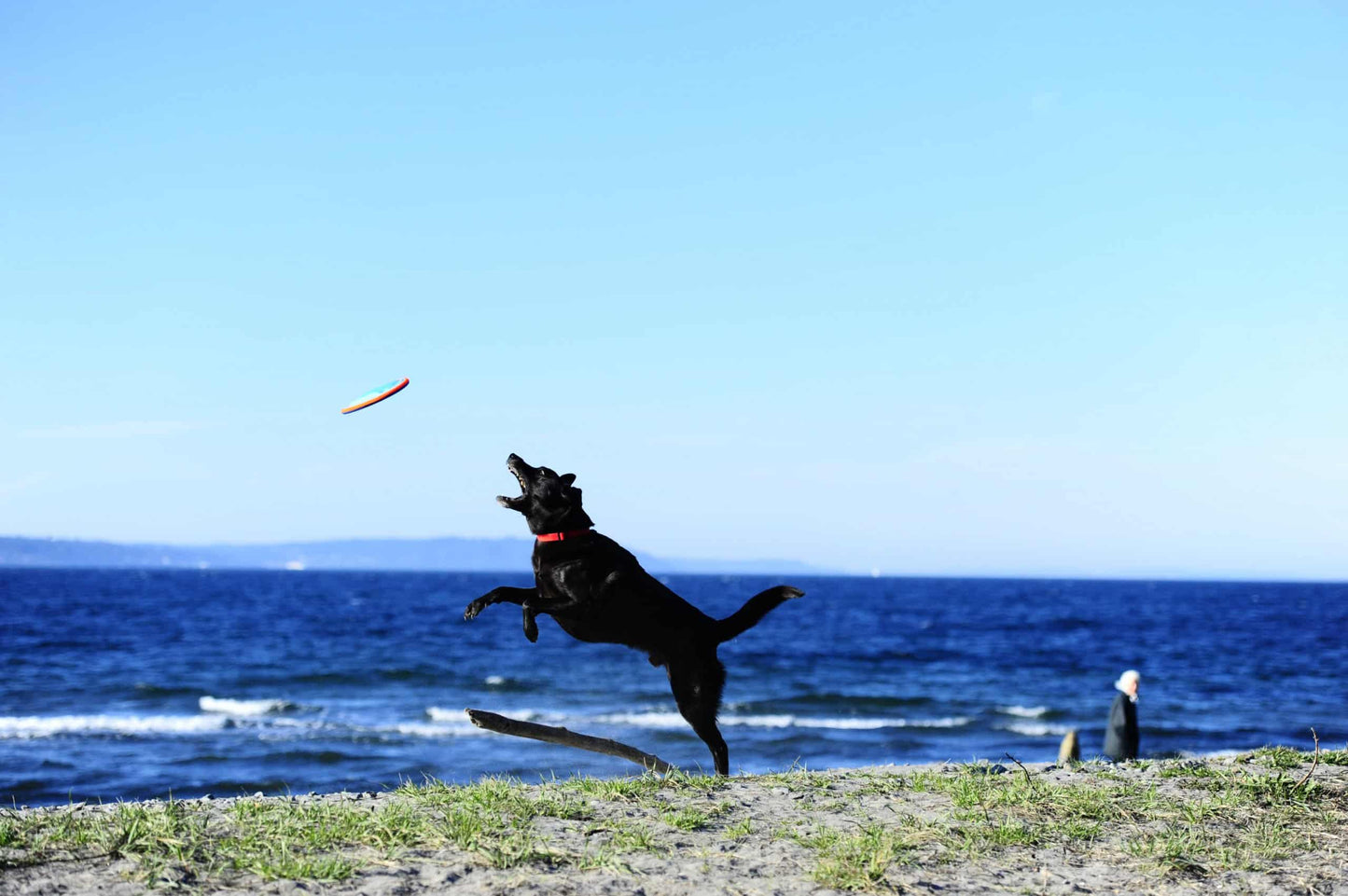 Frisbee Chuckit Paraflight