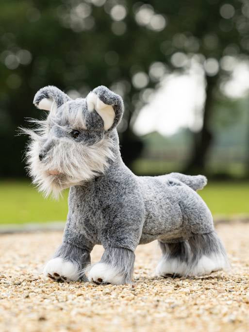 Lemieux-Zwergwelpe (Schnauzer) Cooper